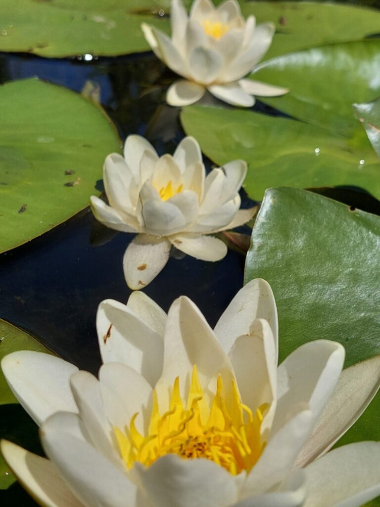 FB_IMG_1767773125880